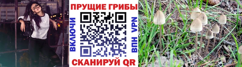 Галлюциногенные грибы Psilocybine cubensis  где купить наркотик  darknet состав  Новая Ладога 